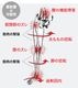 ������ ARCHIES ���������� ���������ݡ��ȥȥ󥰥������