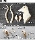 ���ޥ֥� amabro ���å� ���˥ޥ� �إå� WOOD ANIMAL HEAD [ Moose / �إ饸�� ]