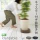 �ƥ��ǥ� �ץ�󥿥֥� tidy Plantable