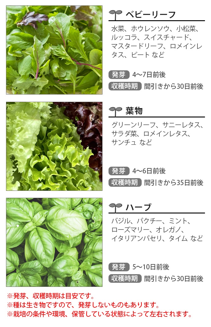 Bruno 水耕栽培キット Stand By Green Boe074 ブルーノ 新着 Plywood プライウッド Bruno 水耕栽培キット Stand By Green Boe074 ブルーノ 新着 Plywood プライウッド
