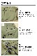AS2OV SHRINK NYLON CAMP VEST 3 ���å��� �����󥯥ʥ�����