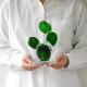 ���ޥ֥� �������� ���饹 �����ʥ��ȡ�L�������� amabro Cactus Glass Ornament
