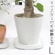 �ƥ��ǥ� �ץ�󥿥֥� L tidy Plantable L
