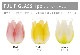 Floyd TULIP GLASS 1pc �ե����� ���塼��å� ���饹 ��������