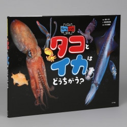 タコとイカはどうちがう？