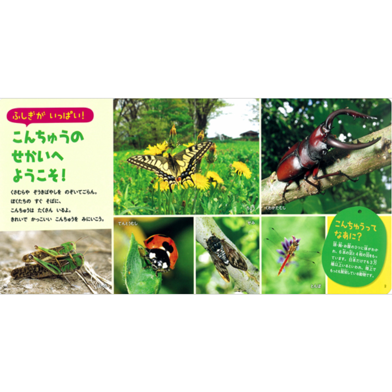 こんちゅうkodo-mall(こどもーる)／ポプラ社公式通販サイト