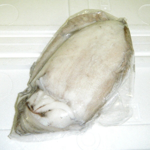 2】【単価1150円/kg】【単位2.5kg】来島海峡産 活冷 紋甲いか 生