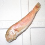 �ڣ��ۡ�ñ��980��/���ۡ�ñ��6���ۥ��ޥ������������դ����饦��ɡʴݡ�