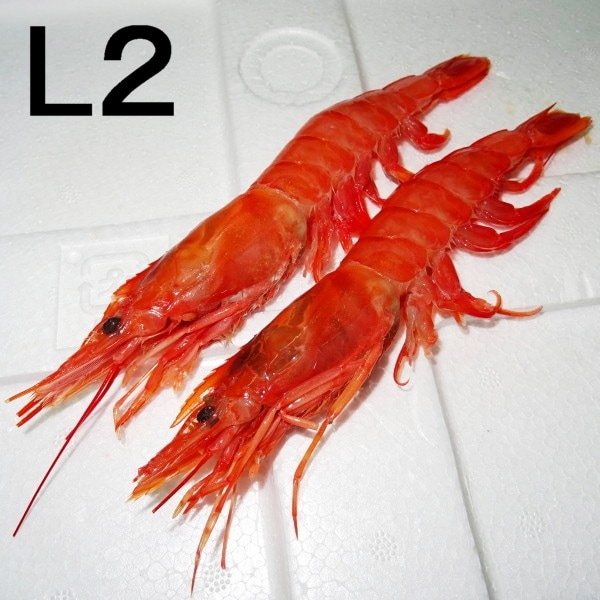 ２ 単価14円 ｋｇ 単位6ｋｇ アルゼンチン赤エビ 生食用 ｌ2 水産原料 エビ ポセイドンフーズ 業務用食材の卸売 通販