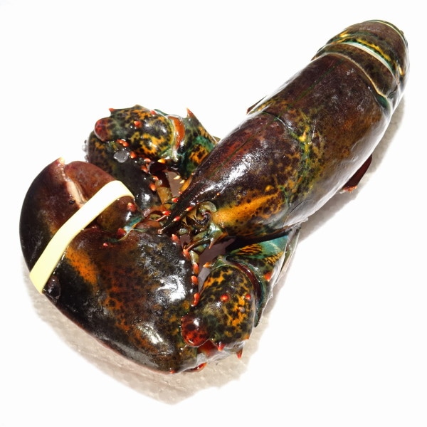 ブロンズ　海老　ロブスター　紙鎮　置物　在銘　約476g　M　R8551 ブロンズ 海老 ロブスター 紙鎮 置物 在銘 約476g M R8551の通販 by