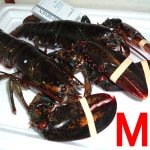 �ڣ��ۡ�ñ��5430��/���ۡ�ñ��2.1���۳襪�ޡ�����֥������������ʡ��ͥ�������4��9������ʸ��