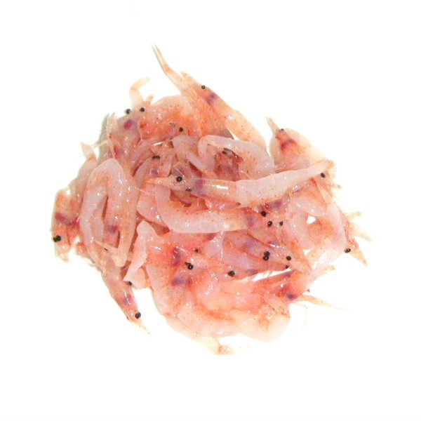 2】【単価2530円/kg】【単位5kg】お刺身用 桜えび（サクラエビ