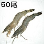 �ڣ��ۡ�ñ��2300��/�ѥå��ۡ�ñ��6�ѥå���ͭƬ�֥�å����������������ʡ�50��