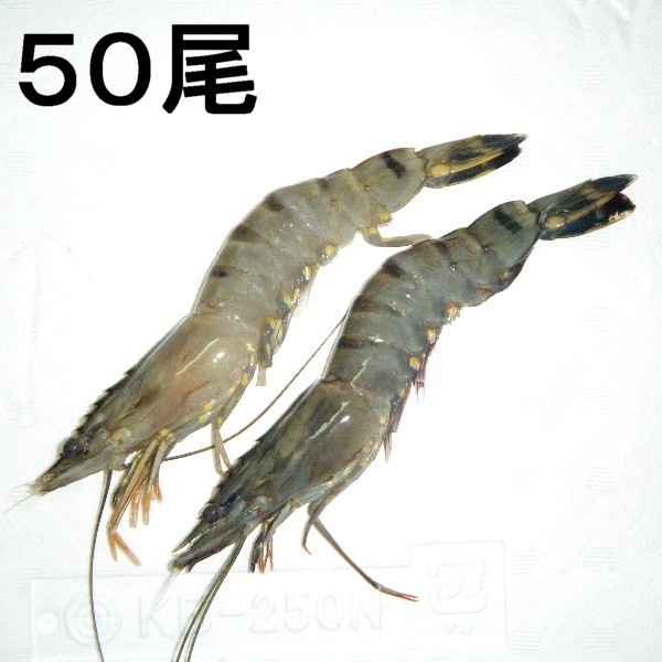 ブラックタイガー50匹