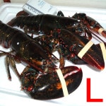 �ڣ��ۡ�ñ��5080��/���ۡ�ñ��5.175���۳襪�ޡ�����֥������������ʡ�L��������9���ʾ头��ʸ��