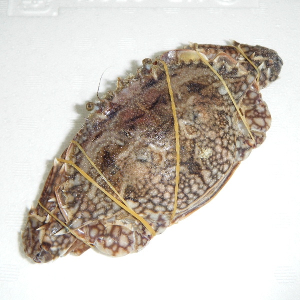 2】【単価790円/kg】【単位12kg】かご漁物 渡り蟹 メス