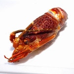 �ڣ��ۡ�ñ��1680��/���ۡ�ñ��1������եꥫ�������䡡���֥������ʥ������ӡˡ��ϥ͡���������