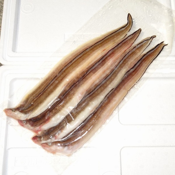 2】【単価2980円/kg】【単位1kg】 対馬産 黄金あなご（こがね