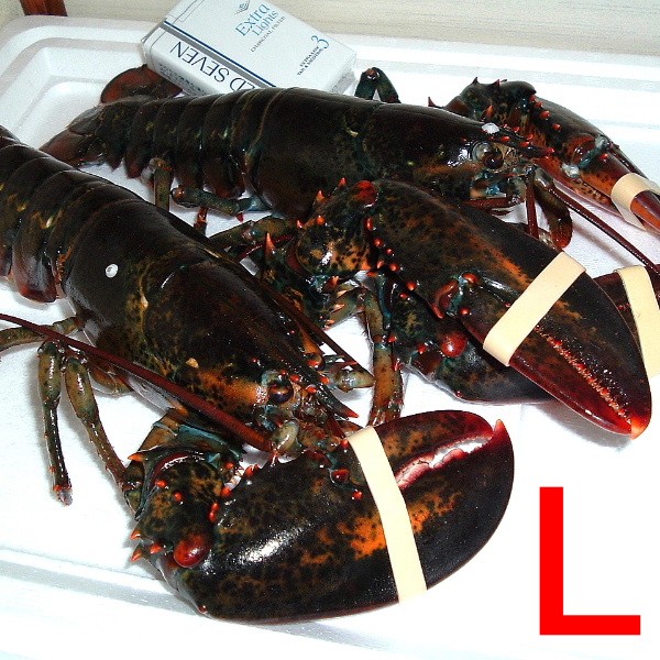 2】【単価5080円/kg】【単位5.175kg】活オマールロブスター 特選