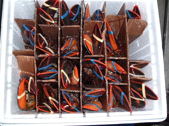 2】【単価5080円/kg】【単位5.175kg】活オマールロブスター 特選