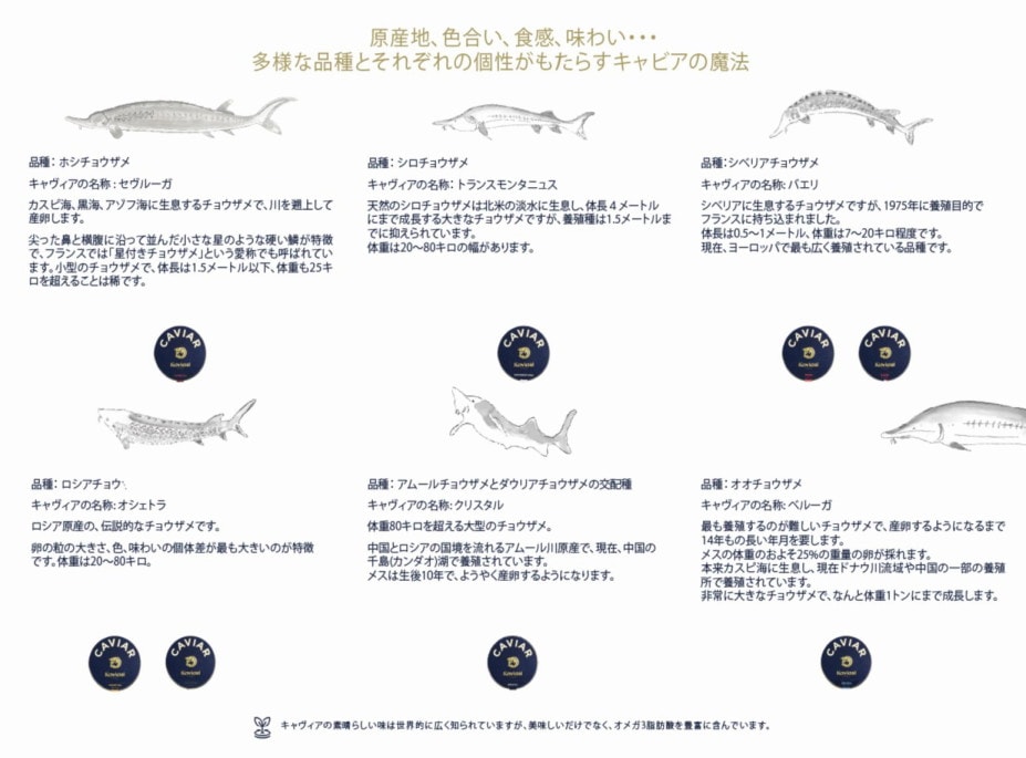 特価イタリアキャビア50グラム✕2個 週末迄特価イタリアキャビア50グラム✕