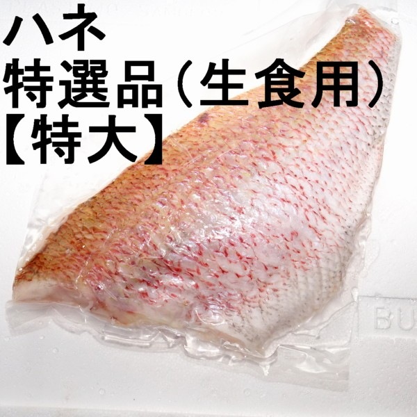 ڣۡñ2480/ۡñ4۰ɲ³ܥޥϥ͡ե졡ʡѡˡ祵