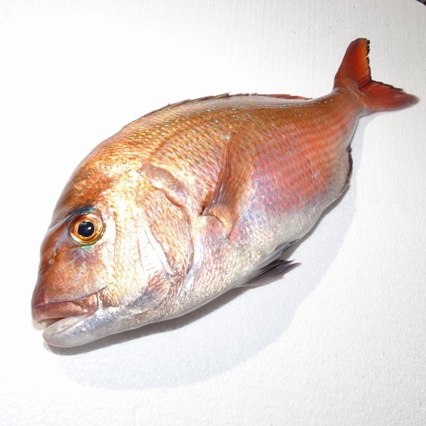 �ڣ��ۡ�ñ��2730��/���ۡ�ñ��6���۰�ɲ�����³������ܥޥ����ʿ���ˡ��ϥ͡��ե��졡A��������ˡ�������