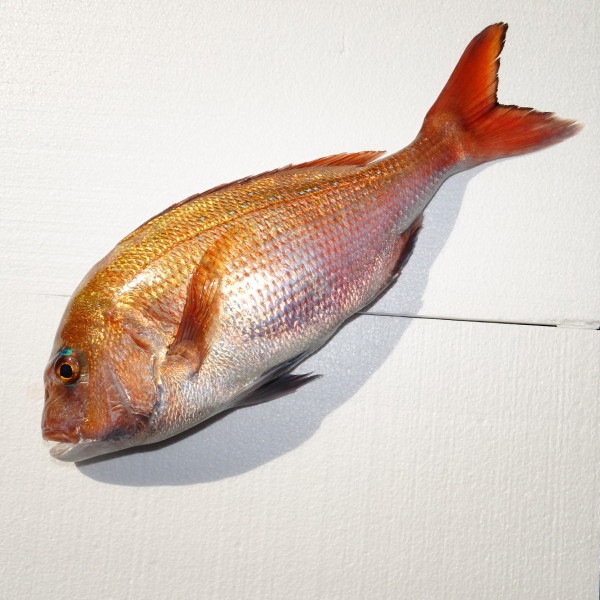 ڣۡñ2330/ۡñ4.5۰ɲ³ܥޥϥ͡ե졡̾ʡʲǮѡˡ祵