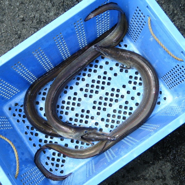 ڣۡñ2300/ۡñ3.3۰ͽ绺ϥ⡡ڤꡡĶʡ祵