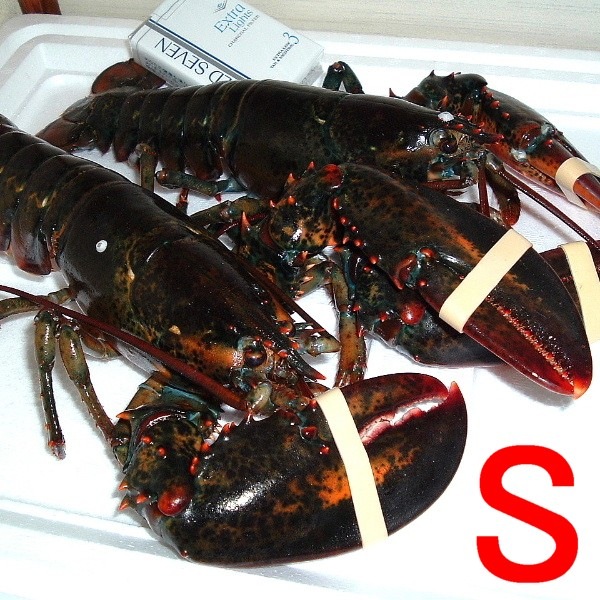 ڣۡñ5430/ۡñ2.375۳襪ޡ֥ʡӥ510ʸ