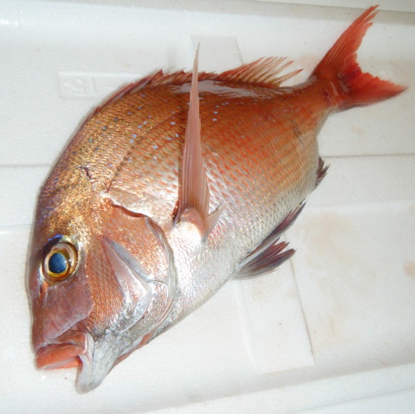 �ڣ��ۡ�ñ��1930��/���ۡ�ñ��4���������ⳤ�����糤������ŷ���ޥ����������ѥե��졡�����ʡ��á��祵����