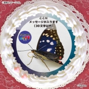 �ڥ�å���������ۥץꥱ�����ʥ�����饵���ˡ���ŵ�����ɤޤ��ϴ̥Хå��դ���[�ظ��ο޴�LIVE]