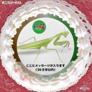 �ڥ�å���������ۥץꥱ�����ʥϥ�ӥ����ޥ���ˡ���ŵ�����ɤޤ��ϴ̥Хå��դ���[�ظ��ο޴�LIVE]