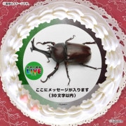 �ڥ�å���������ۥץꥱ�����ʥ��֥ȥॷ�ˡ���ŵ�����ɤޤ��ϴ̥Хå��դ���[�ظ��ο޴�LIVE]