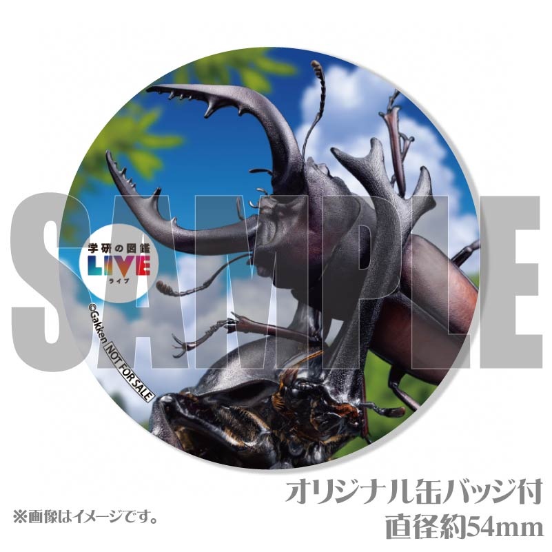 �ץꥱ�����ʺ���ˡ���ŵ�����ɤޤ��ϴ̥Хå��դ���[�ظ��ο޴�LIVE]