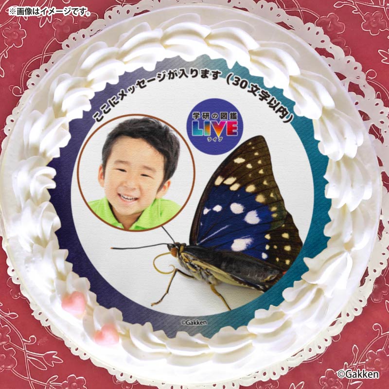 �ڼ̿���å���������ۥץꥱ�����ʥ�����饵���ˡ���ŵ�����ɤޤ��ϴ̥Хå��դ���[�ظ��ο޴�LIVE]