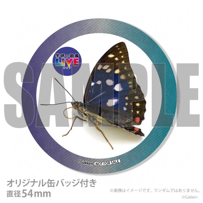 �ڼ̿���å���������ۥץꥱ�����ʥ�����饵���ˡ���ŵ�����ɤޤ��ϴ̥Хå��դ���[�ظ��ο޴�LIVE]