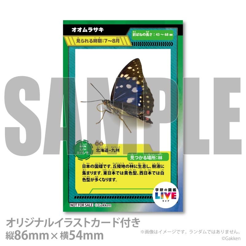 �ڼ̿���å���������ۥץꥱ�����ʥ�����饵���ˡ���ŵ�����ɤޤ��ϴ̥Хå��դ���[�ظ��ο޴�LIVE]