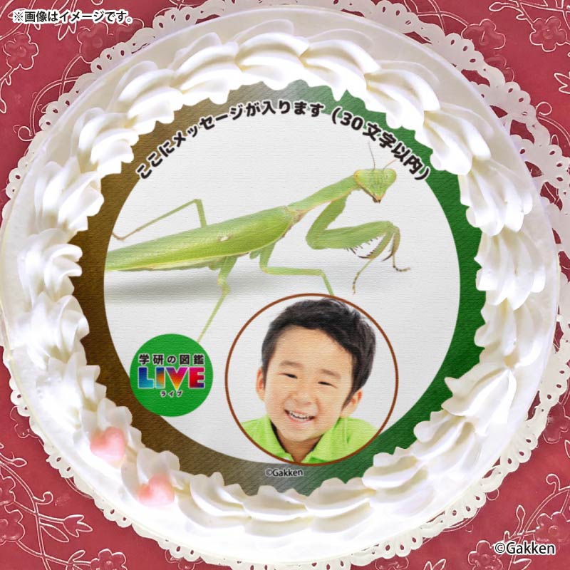 �ڼ̿���å���������ۥץꥱ�����ʥϥ�ӥ����ޥ���ˡ���ŵ�����ɤޤ��ϴ̥Хå��դ���[�ظ��ο޴�LIVE]