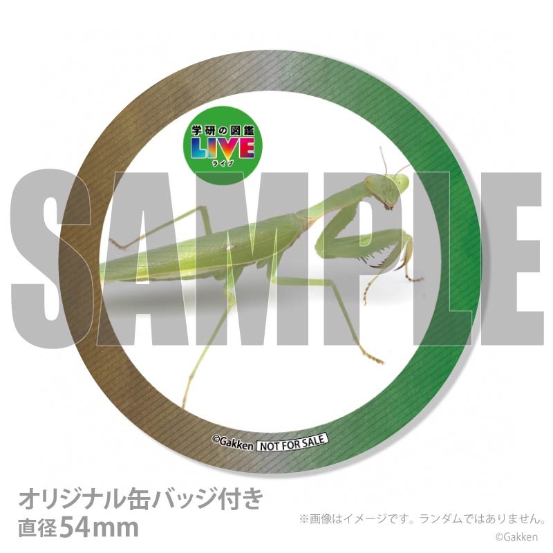 �ڼ̿���å���������ۥץꥱ�����ʥϥ�ӥ����ޥ���ˡ���ŵ�����ɤޤ��ϴ̥Хå��դ���[�ظ��ο޴�LIVE]