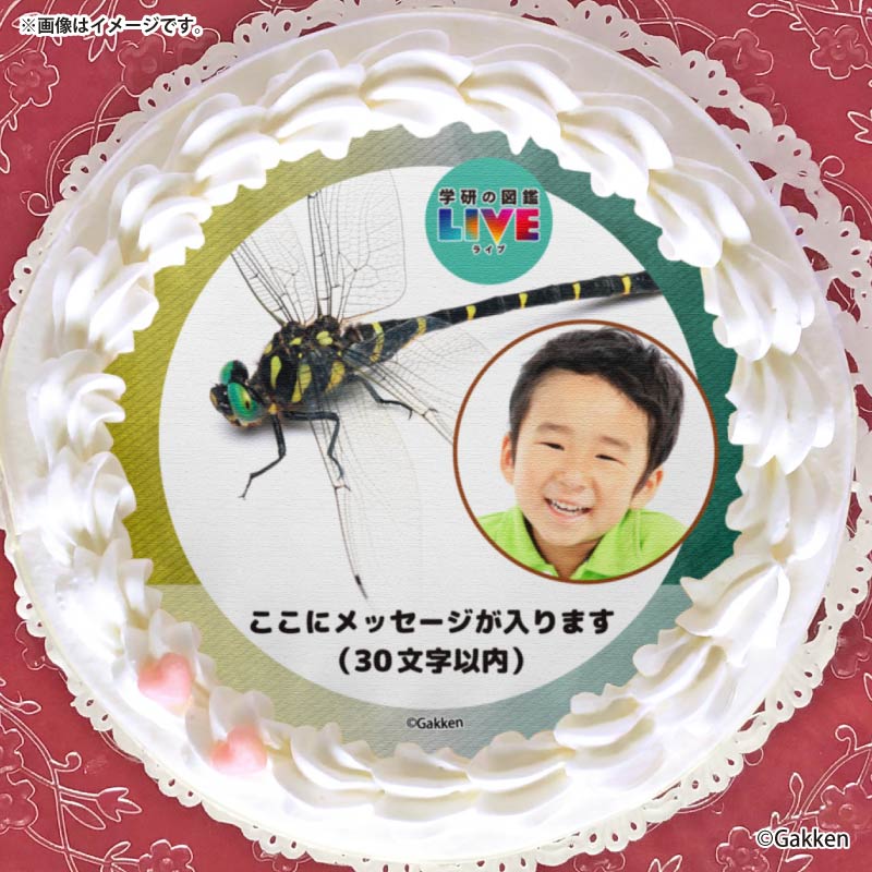 �ڼ̿���å���������ۥץꥱ�����ʥ��˥��ޡˡ���ŵ�����ɤޤ��ϴ̥Хå��դ���[�ظ��ο޴�LIVE]