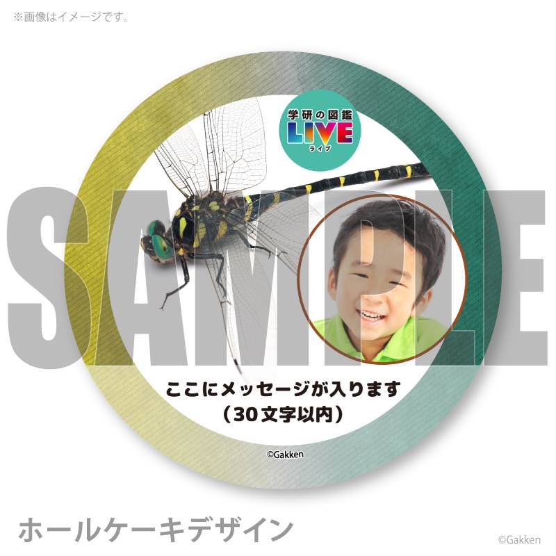 �ڼ̿���å���������ۥץꥱ�����ʥ��˥��ޡˡ���ŵ�����ɤޤ��ϴ̥Хå��դ���[�ظ��ο޴�LIVE]