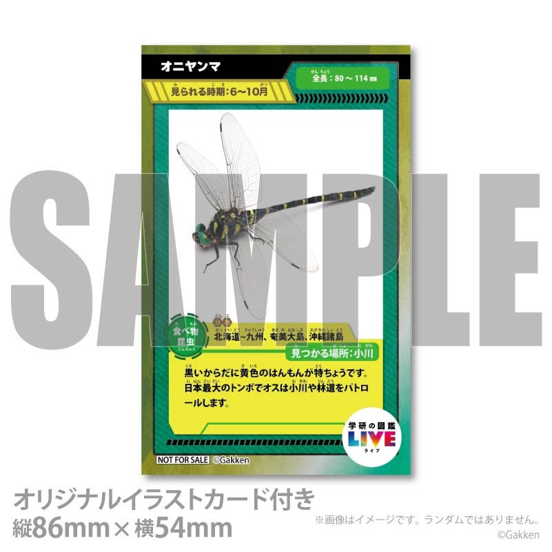 �ڼ̿���å���������ۥץꥱ�����ʥ��˥��ޡˡ���ŵ�����ɤޤ��ϴ̥Хå��դ���[�ظ��ο޴�LIVE]