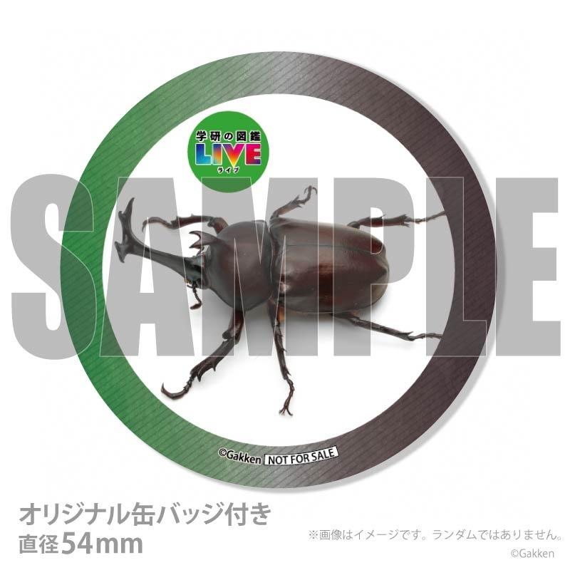 �ڼ̿���å���������ۥץꥱ�����ʥ��֥ȥॷ�ˡ���ŵ�����ɤޤ��ϴ̥Хå��դ���[�ظ��ο޴�LIVE]