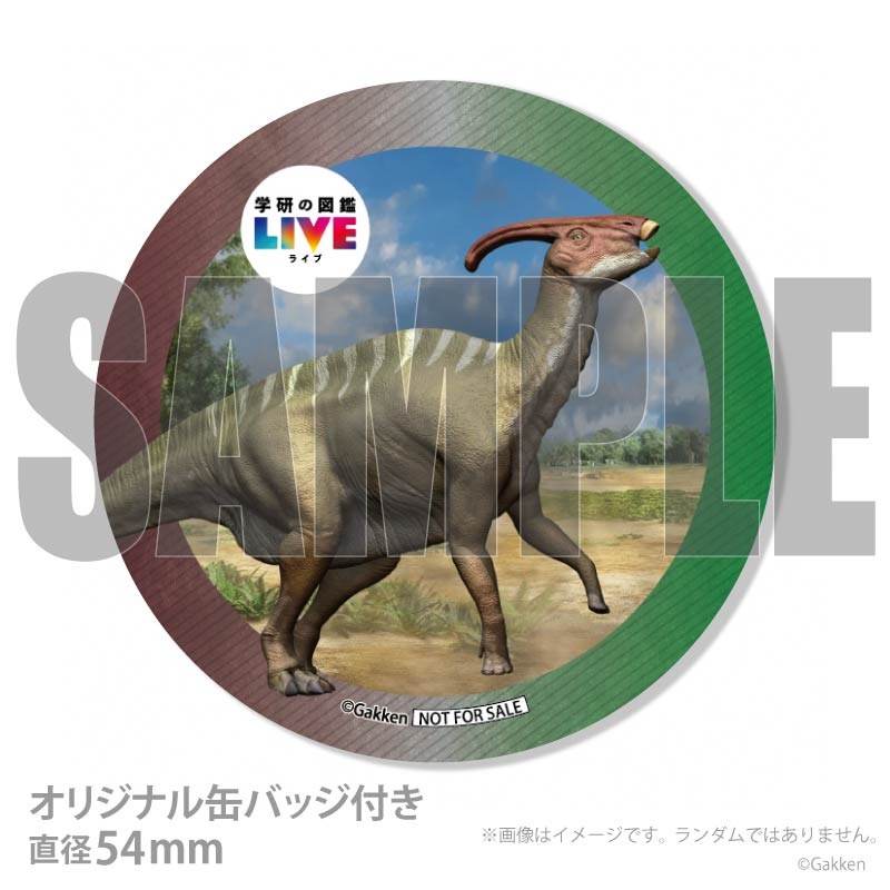 �ڼ̿���å���������ۥץꥱ�����ʥѥ饵�������ե��ˡ���ŵ�����ɤޤ��ϴ̥Хå��դ���[�ظ��ο޴�LIVE]