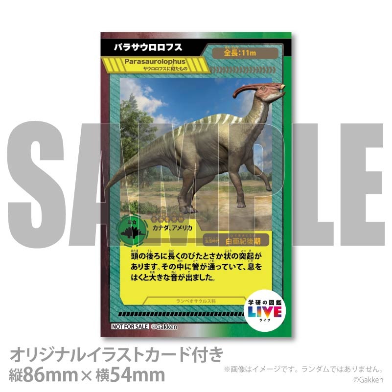 �ڼ̿���å���������ۥץꥱ�����ʥѥ饵�������ե��ˡ���ŵ�����ɤޤ��ϴ̥Хå��դ���[�ظ��ο޴�LIVE]