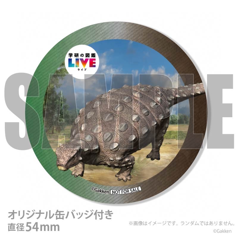 �ڼ̿���å���������ۥץꥱ�����ʥ����������륹�ˡ���ŵ�����ɤޤ��ϴ̥Хå��դ���[�ظ��ο޴�LIVE]