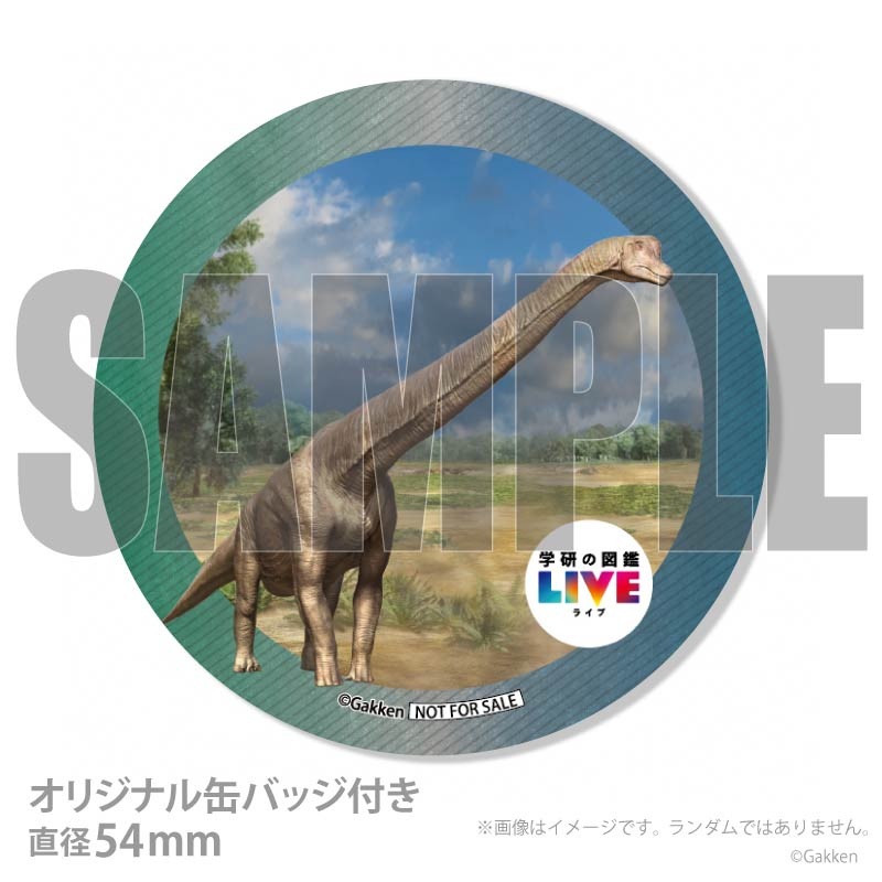 �ڼ̿���å���������ۥץꥱ�����ʥ֥饭�������륹�ˡ���ŵ�����ɤޤ��ϴ̥Хå��դ���[�ظ��ο޴�LIVE]