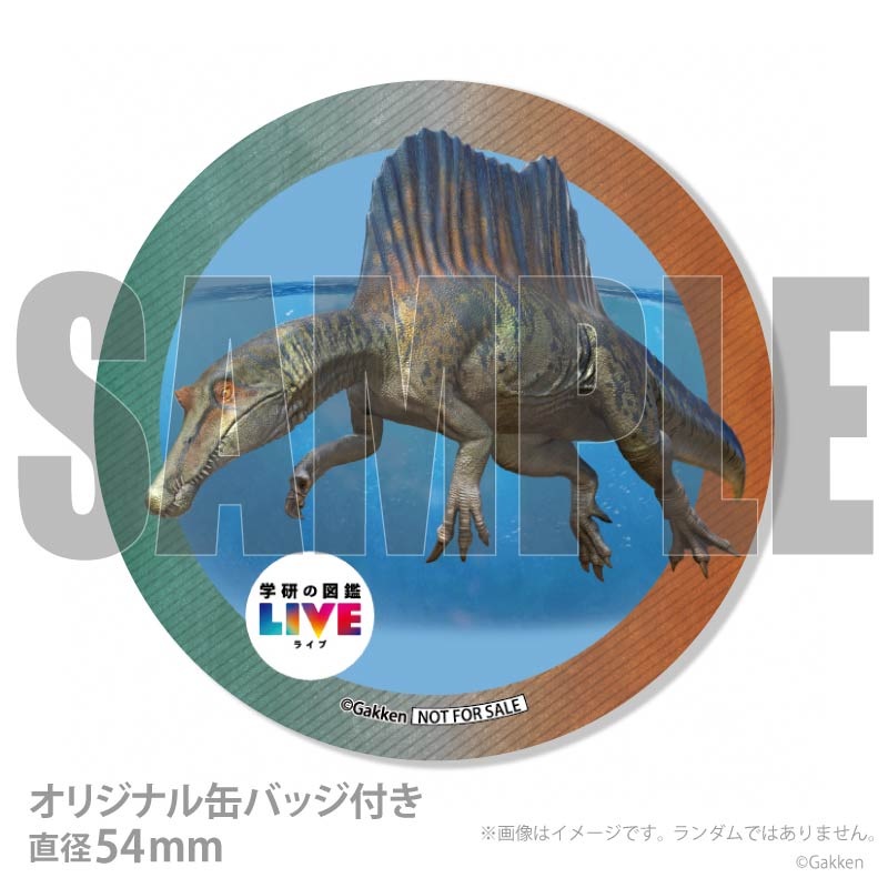 �ڼ̿���å���������ۥץꥱ�����ʥ��ԥΥ����륹�ˡ���ŵ�����ɤޤ��ϴ̥Хå��դ���[�ظ��ο޴�LIVE]