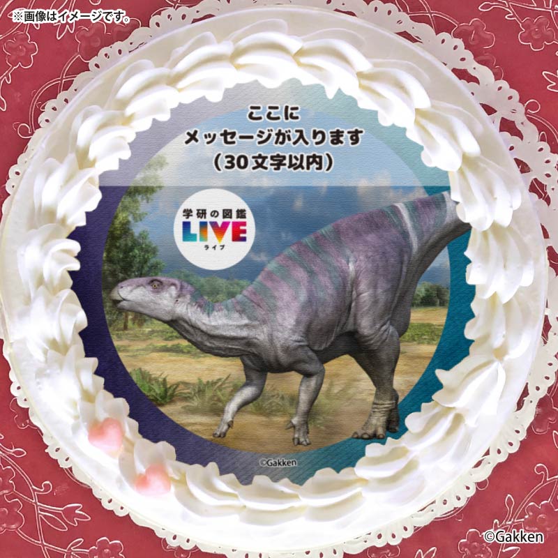 �ڥ�å���������ۥץꥱ�����ʥ������Υɥ�ˡ���ŵ�����ɤޤ��ϴ̥Хå��դ���[�ظ��ο޴�LIVE]